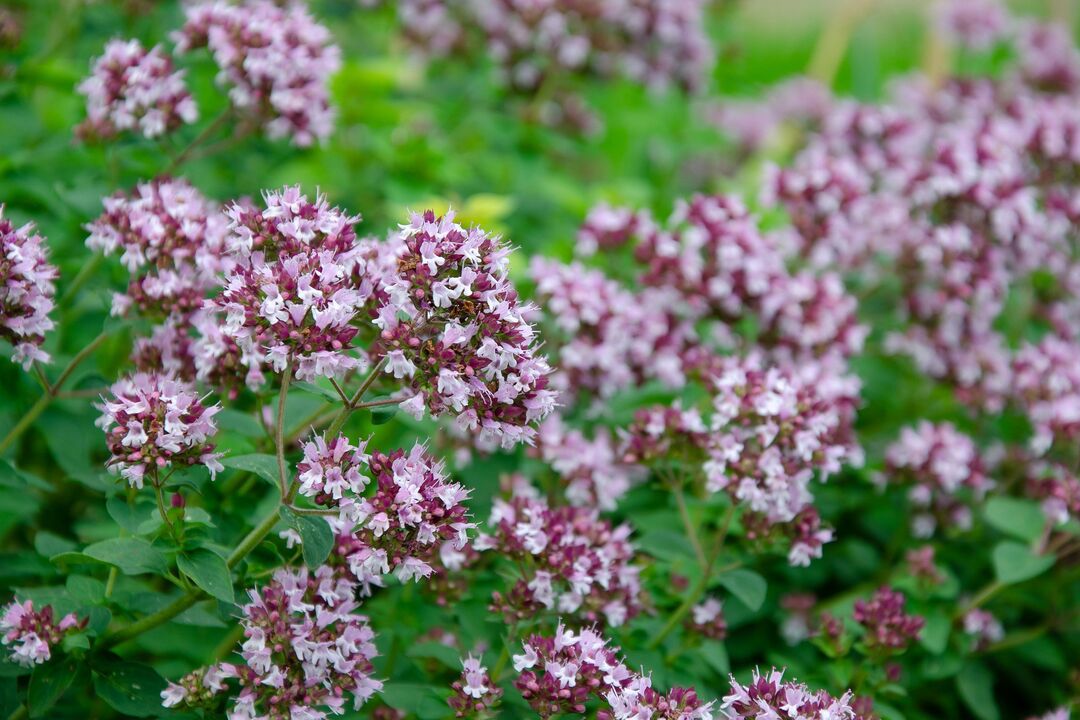 roślina oregano do leczenia kandydozy